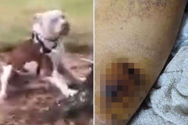 Brave pub punters tackle 'small but powerful' flesh-chomping dog in 'horrific attack'