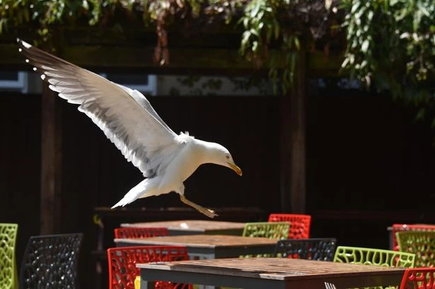 No refunds for Wetherspoons customers as ravenous seagulls swipe pub grub