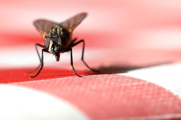 Boffins buzzing over plans to blast flies into space turning pests into heroes