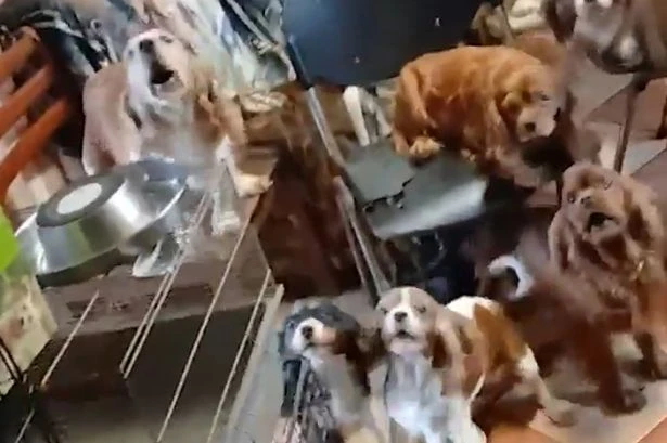 Inside 'dog rescue centre' owners thought was 'perfect home' where pups' bodies piled up