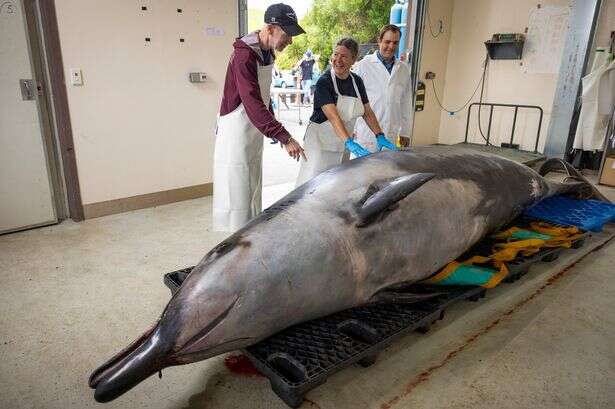 Scientists cut open world's rarest whale never seen alive and make shock discovery