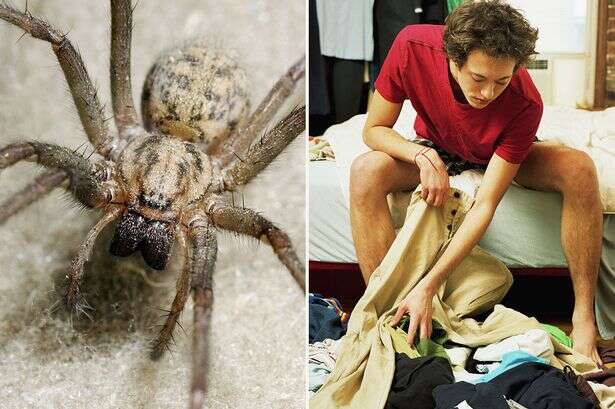 Randy bum-biting spiders set to march into homes and mate in our dirty pants