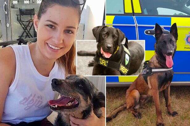 Nonce-sniffer to nutcracker: Most iconic police dogs as animal activists want them banned