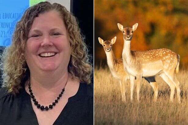 School worker guns down deer to 'blow off steam' - and gets unexpected reprisal