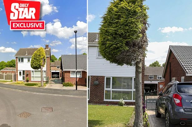 Tree chopped in half in 'petty' bird poo row still attracts 'tourists' four years on