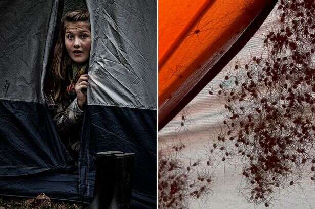 Camper wakes to terrifying 'nightmare' after feeling movement in his sleeping bag