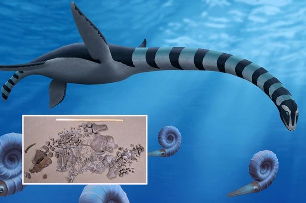 Mystery of 'sea monster' bones that baffled scientists for years finally proved to form brand new sea monster