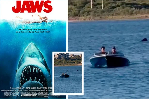 Real-life Jaws as terrifying 20ft monster ominously follows boat to land