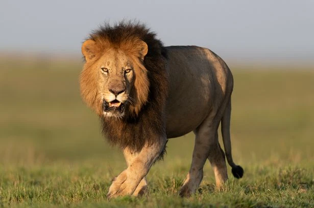 Deadliest animal attacks of all time including tiger which killed 436 humans