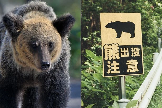 Bear attacks sees AI facial recognition and robo wolves drafted in to battle beasts
