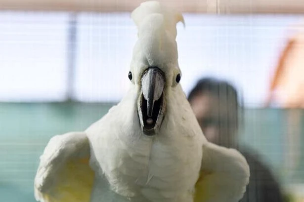 Dancing cockatoos are 'John Travoltas of the bird world', scientists discover