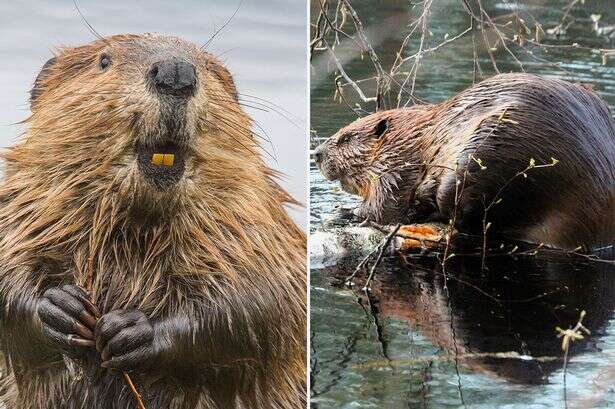 Beavers save government £1million finishing seven-year dam build in just 48 hours