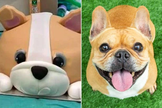 Tesco's new Frankie the Frenchie cake slammed by vets worried about pug health