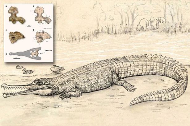 Newly discovered seven-metre prehistoric crocodile nicknamed the 'River Boss'