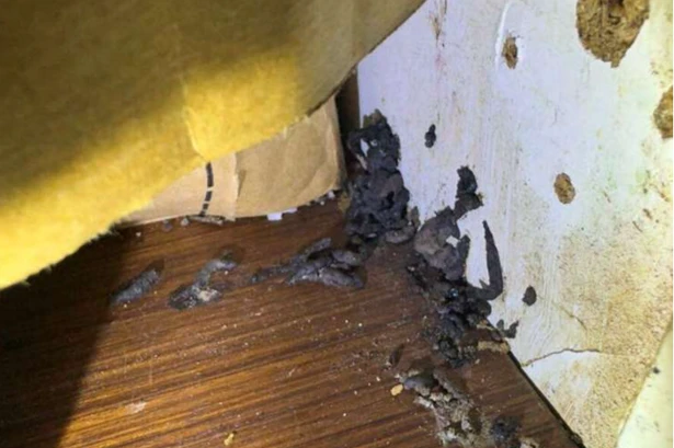 Inside disgusting UK kebab van as sickening pics show mouse-infested takeaway