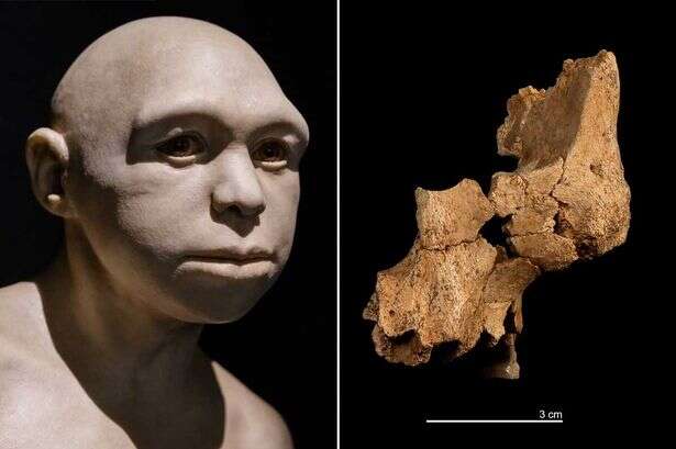 Discovery of oldest human bones ever re-writes story of human evolution in Europe