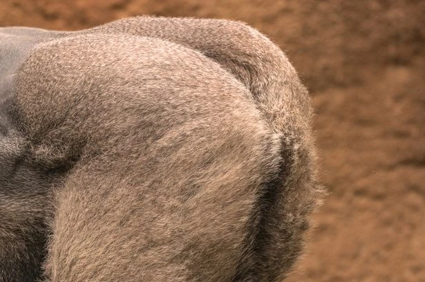 Father and son see Bigfoot's 'big hairy butt-cheeks' during terrifying woodland hike