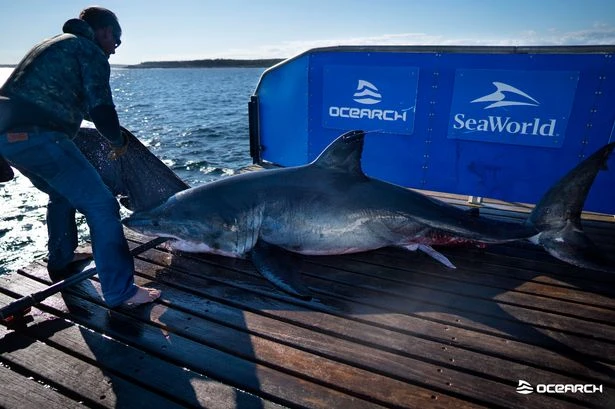 Huge 12ft great white shark spotted lurking off coast of holiday hotspot