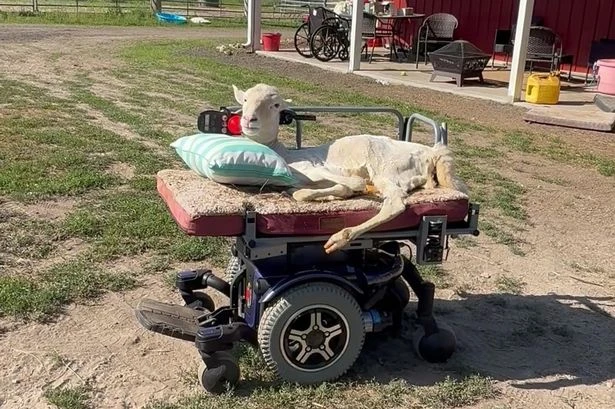 Paralysed sheep shocks by learning to drive electric wheelchair in 'miracle'