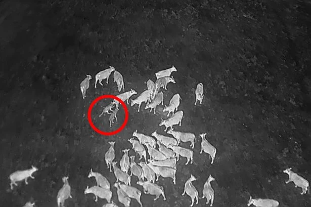 Drones blasting AC/DC used to stop wolves killing cattle but screaming also works