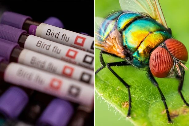 Deadly bird flu jumps to entirely different species - and they're in your house now