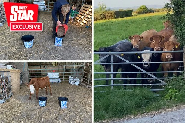 Mystic Moo and Psychic Soo unanimously predict FA Cup final winner as Palace take on City