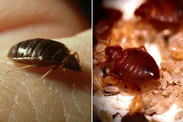Super bed bugs are on the rampage after scientists find they're now immune to pesticides