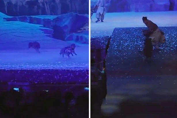 Pack of wolves chase and 'attack' actors during terrifying live performance