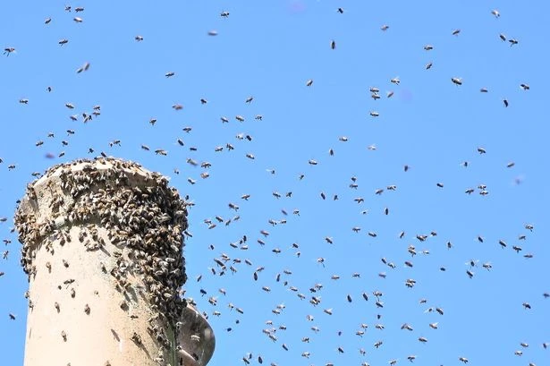 'Millions of bees' leave residents 'trapped in homes' like 'something from a horror film'