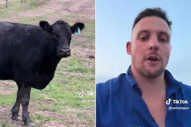 Farmer dubs cow Bonnie Blue as she gets through 30 bulls in 30 minutes – but regrets it
