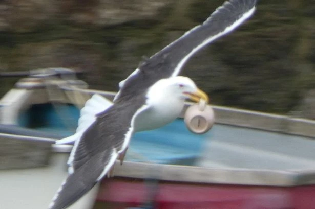 Tourists are warned 'be kind' after demon seagulls carry out attacks on fish and chips