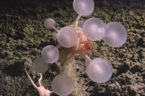 Gruesome 'carnivorous death-ball' baffles boffins