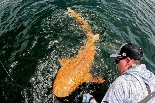 Fisherman catches 'Donald Trump' shark with freak mutation that makes it look like President