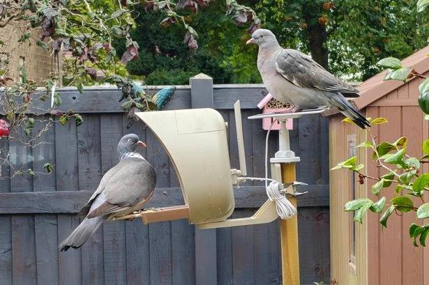 PeckPerk AI Smart Bird Feeder with Solar Panel review: Perfect for wildlife-loving children