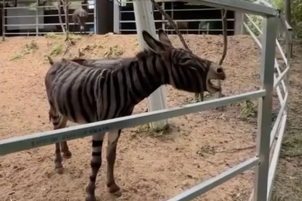 Visitors left baffled as Chinese zoo paints donkey to look like a zebra