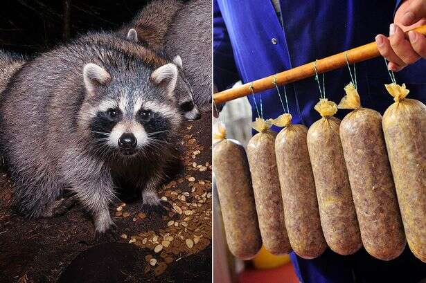 A plague of raccoons could be tackled by turning them into sausages, a butcher reckons