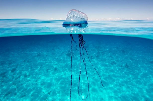 Jellyfish invasion on UK shores as beachgoers warned 'carry vinegar and never wee'