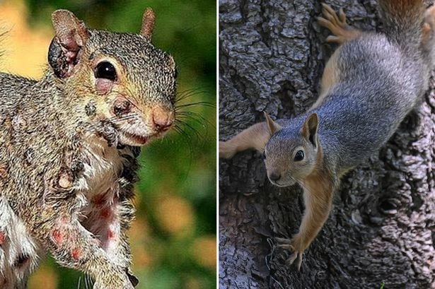 Experts send stark warning as 'zombie squirrels' invade back gardens and spread virus