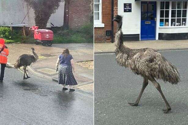 Emu escapade in Suffolk town leads to public safety concerns and police action