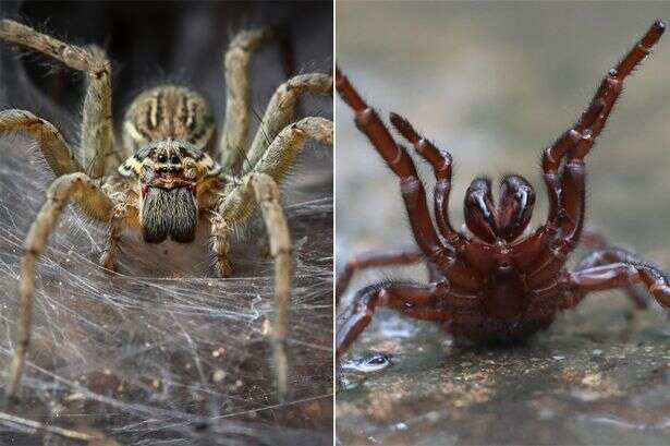 Deadly spider outbreak as scientists want to catch the critters to 'milk them'