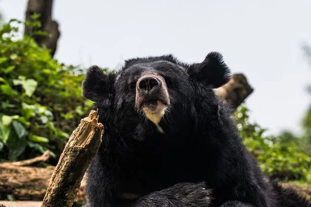 Bear stuns elderly couple by breaking into house to raid fridge in Japan