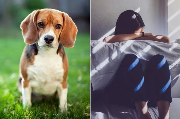 Dog lovers slam 'heartbroken' writer who euthanised rescue pup she got for Christmas