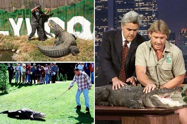 World's most famous alligator dies at 80 after starring with Adam Sandler and Steve Irwin