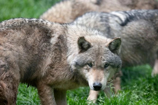 Frightening wolf hotspots revealed after 6-year-old boy snatched from mum