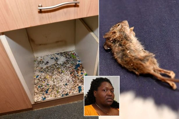 Carer 'has no life' in rat-infested home covered in droppings and dead rodents