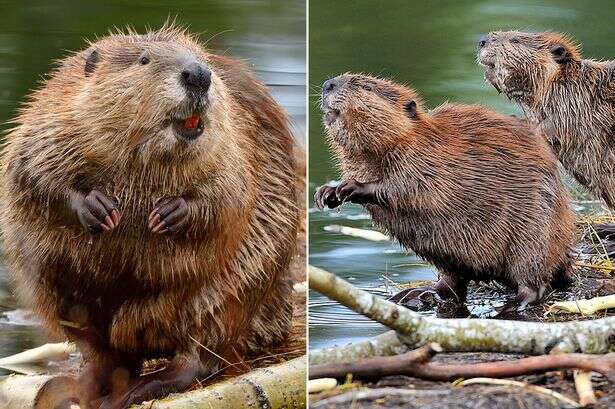 Beavers reintroduced for first time in 400 years for environment-saving boost