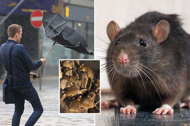 Armies of rats will plague our homes from Friday as vermin dodge Storm Eowyn