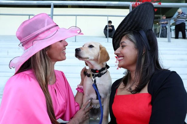 Meet the adorable pups getting over their fear of massive hats at Royal Ascot