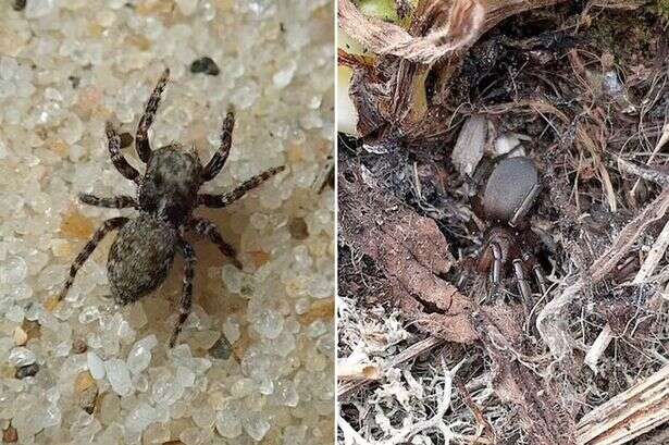 Skin-crawling warning to Brits as more than 50 different spider species found