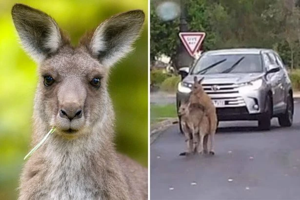 Humping kangaroos stop traffic as they get 'intimate' in middle of road